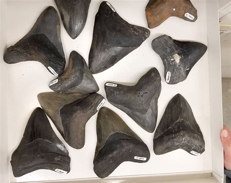 Are shark teeth fossils true fossils? – Research News