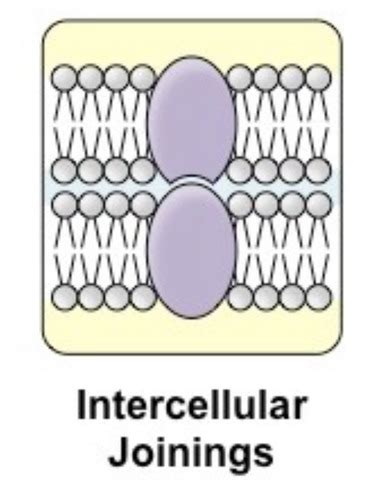 Membrane Proteins Flashcards Quizlet