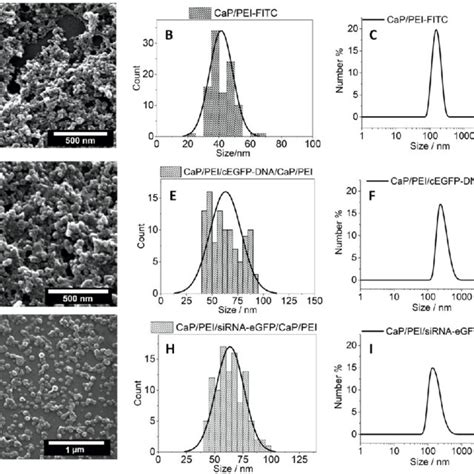 Scanning Electron Micrographs Left Column Particle Size Distribution