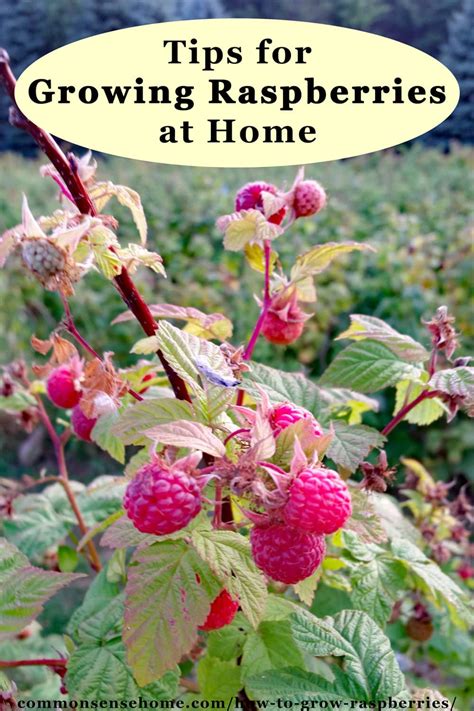 How To Grow Raspberries Planting Care And Harvest