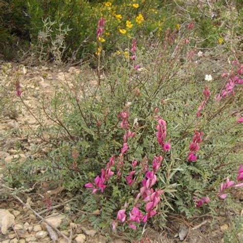 Rosadas leguminosas - Flores silvestres de Aragón