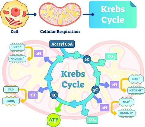 Aerobic Respiration - The Definitive Guide | Biology Dictionary