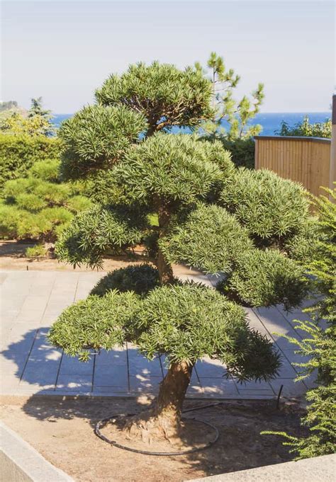 13 Stunning Giant Bonsai Trees With Pictures Backyard Boss