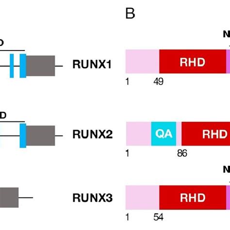 Structures Of Runx Runx And Runx Genes And Proteins A Genetic