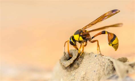 Beetles That Look Like Bees