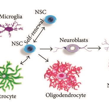 Illustration Of Neurogenic Niche Of The Adult Brain In Various