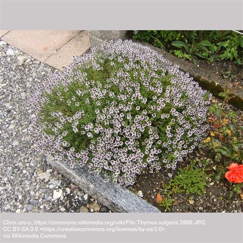 Thymus Vulgaris English Or Common Thyme Dancing Oaks Nursery And Gardens