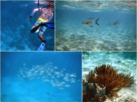 The Best Snorkeling in Belize: Where to Snorkel in San Pedro and Beyond