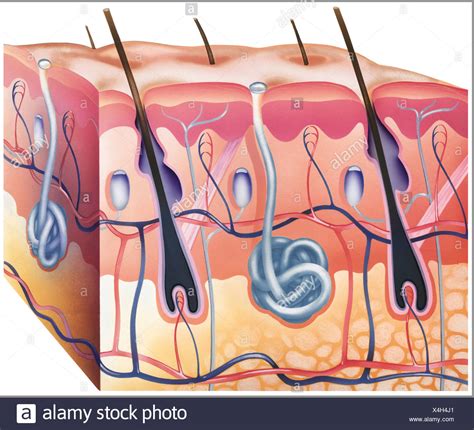 Corte Transversal De La Piel Fotos e Imágenes de stock Alamy