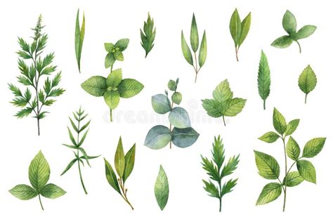 Hand Drawn Watercolor Set Of Herbs And Spices Stock Illustration