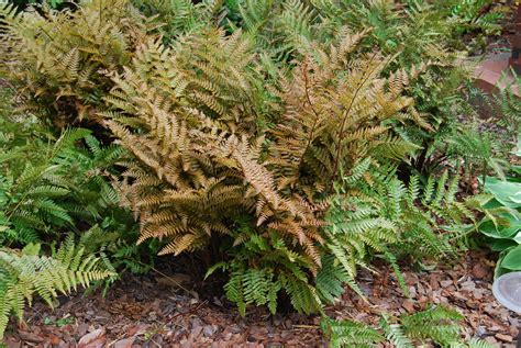 Dryopteris Erythrosora Nurseries Caroliniana