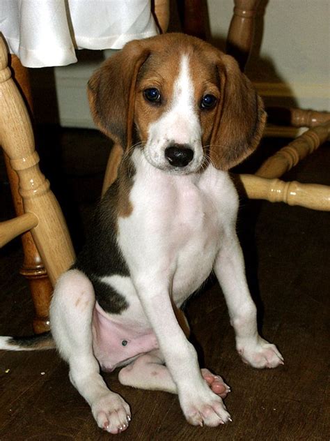 Walker Beagle Puppies