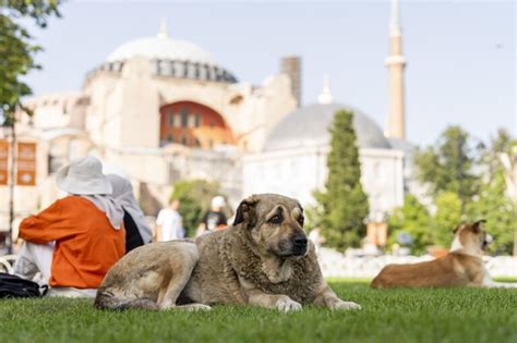 Turkey Holds A Tense Debate On A Bill To Control Stray Dogs Its