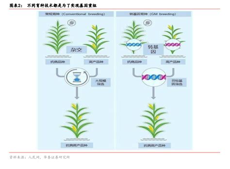 【行业】转基因种子行业研究（26页）乐晴智库