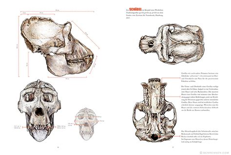 GORILLA A non-fiction book about gorillas. :: Behance