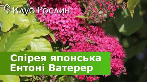Спірея японська Ентоні Ватерер • Spiraea japonica Anthony Waterer ...