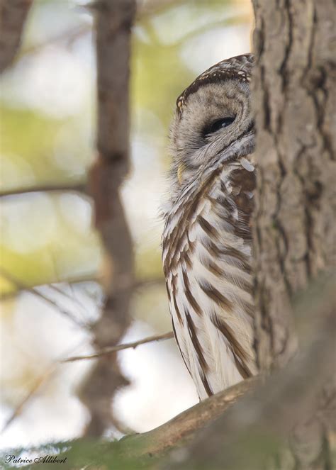 Chouette Ray E Barred Owl Patrice Allibert Flickr