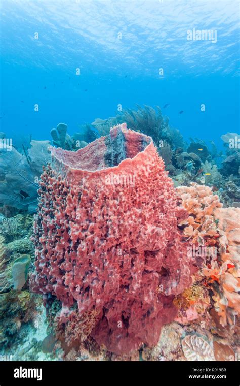 Coral reef off coast of Roatan with giant barrel sponge Stock Photo - Alamy