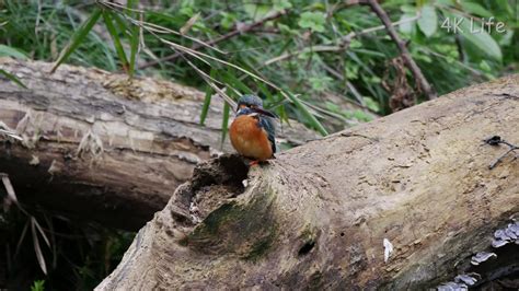 カワセミ Common Kingfisher 4k Uhd ／ 鳥 Bird Youtube