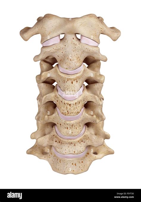 Vertebras cervicales anatomia Imágenes recortadas de stock Alamy