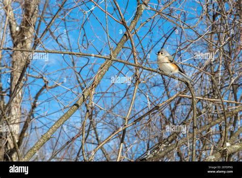 Milford Michigan A Tufted Titmouse Baeolophus Bicolor In