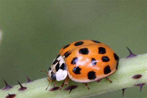 Asian Lady Beetle vs Ladybug - Difference and Comparison | Diffen