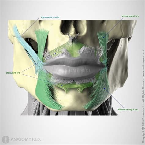 Depressor Anguli Oris Facial Anatomy Facial Muscles Human Body Anatomy