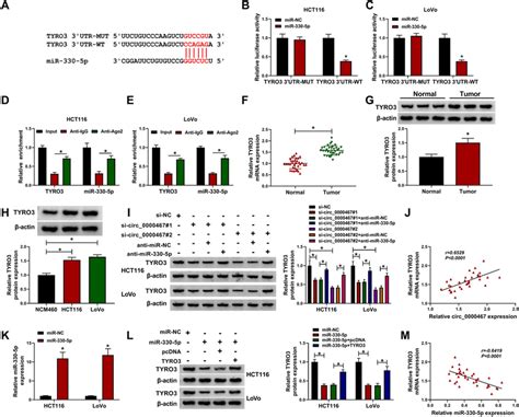 Tyro Was A Direct Target Of Mir P A The Putative Binding Sites