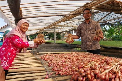 Petani Bawang Merah Desa Bunton Cilacap Mampu Hasilkan Puluhan Ton