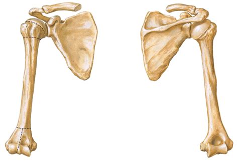 Scapular And Humerus Diagram Quizlet