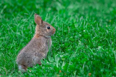 Juvenile Eastern Cottontail Rabbit Stock Photos Free And Royalty Free