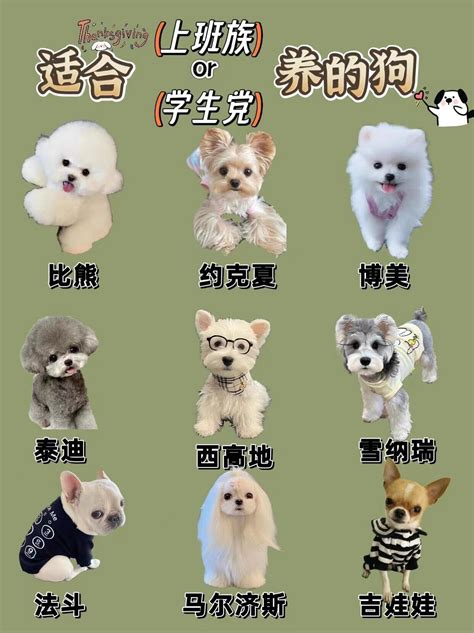 适合当宠物犬的几种犬 抖音