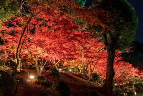 『縮景園』紅葉ライトアップ！水面に浮かぶ鏡像の世界へ！！ あんきにしとるかの？