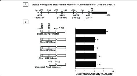 Hif Activated The Na Ca Exchanger Brain Slc A Promoter A