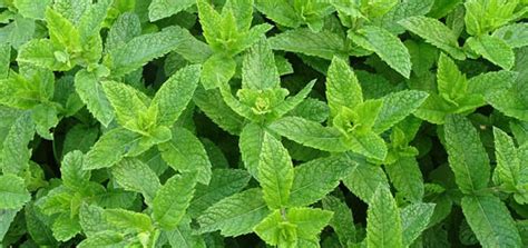 Menta Planta Medicinal Nombre Cientifico Y Para Que Sirve Plantă Blog