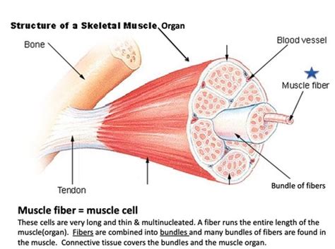 Muscle Contraction Flashcards Quizlet