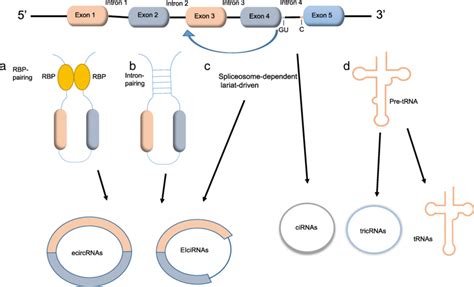 Biogenesis Of Circrnas A Circrnas Formation Can Occur Through Rbps