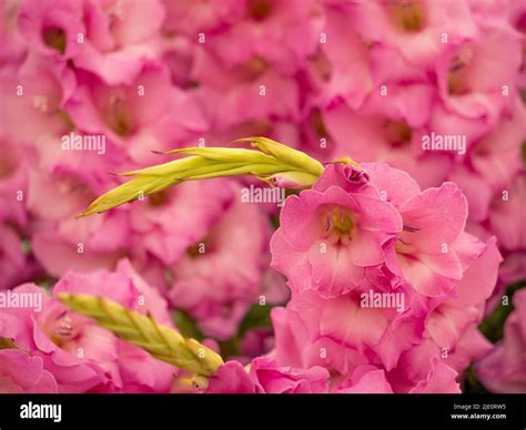 Gladiolus Gladioli Flower Display Hi Res Stock Photography And Images