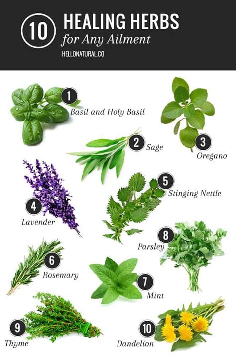 10 Healing Herbs List for Any Ailment | HelloGlow.co