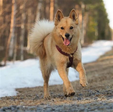10 Fun Facts About Finnish Spitzes - ilovedogscute.com