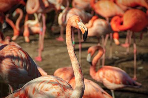 Premium Photo Close Up Of Flamingo Birds In Lake