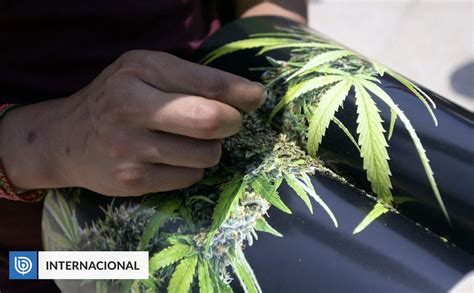 Corte Suprema De México Despenaliza El Uso Recreativo De Marihuana Para Adultos Internacional