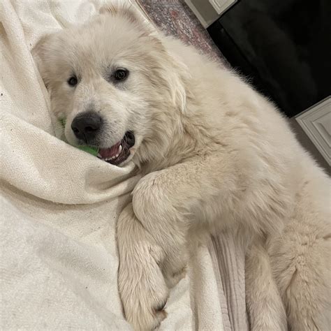 Joan Great Pyrenees Rescue Of Atlanta