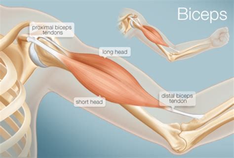 Diagnosis Of Long Head Of Biceps Pathology RRS Education