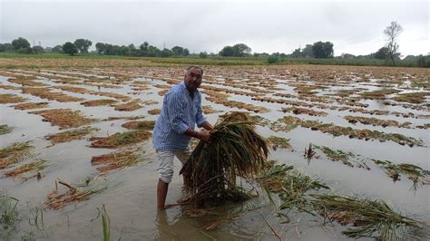 Unseasonal Rains Damage Crops In Telangana Officials Hindustan Times