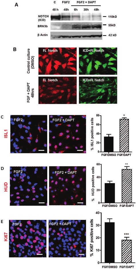 Notch Inhibition Promotes Differentiation Of Human M Ller Stem Cells