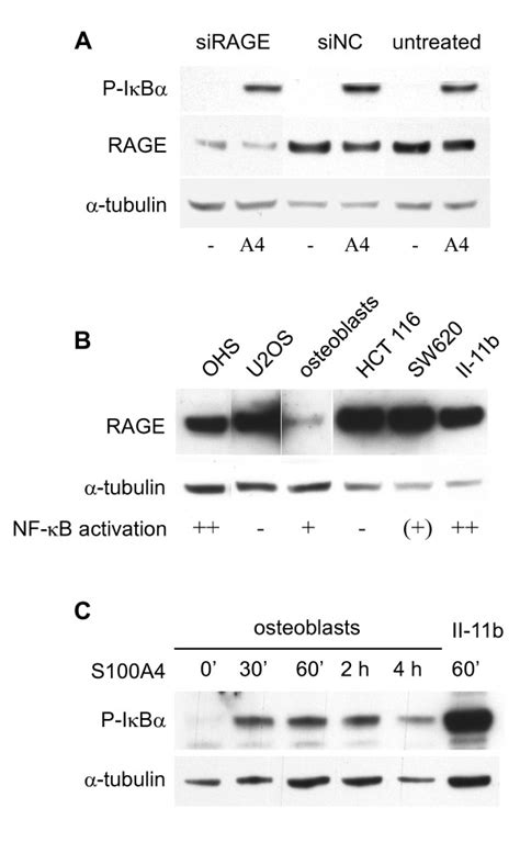 Rage Independent Nf κb Activation Upon S100a4 Stimulation Of Ii 11b