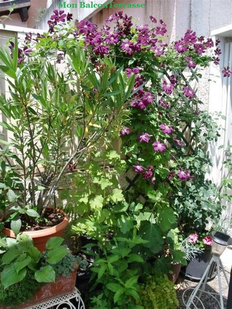 Articles Propos De Clematites En Pot Sur Balcon Terrasse Petit