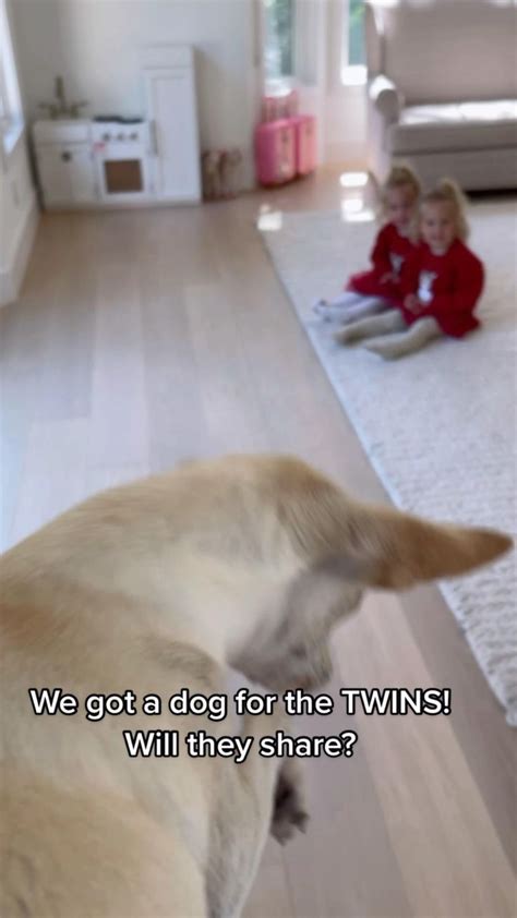 Twins sharing a pet | Best funny videos, Funny gif, Funny puns