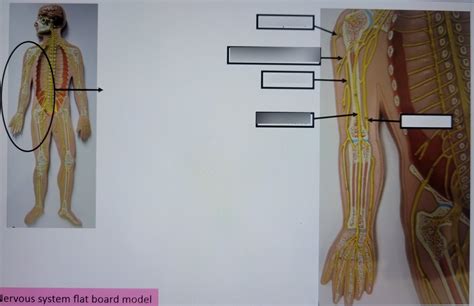 A P Spinal Nerves And Plexus Diagram Quizlet